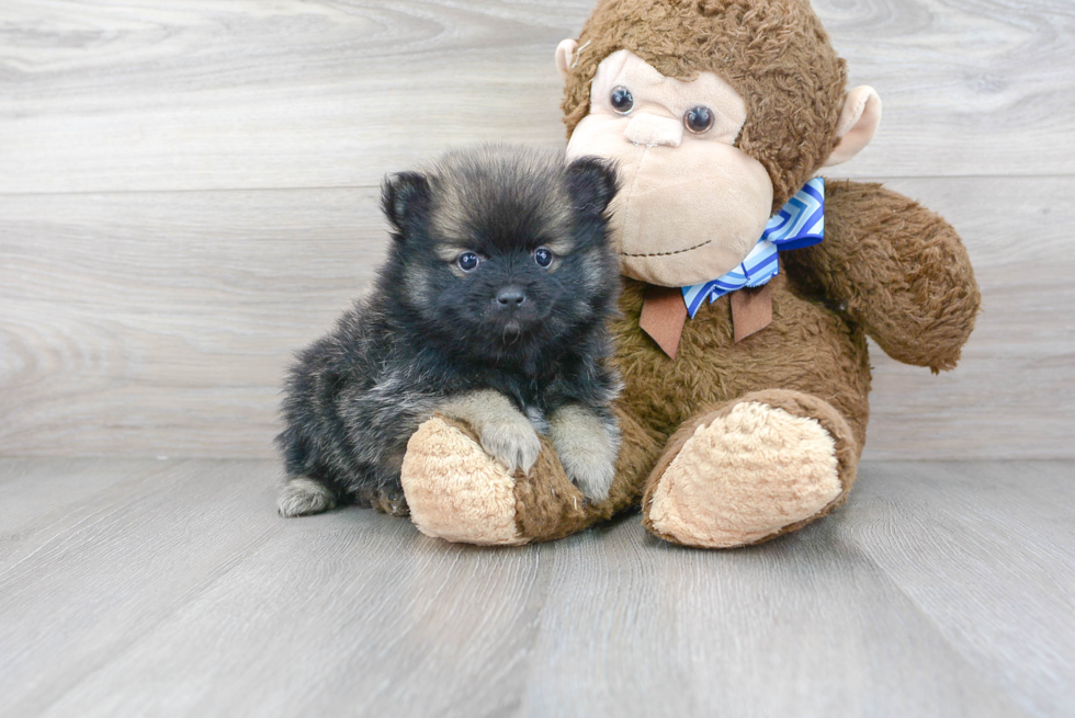 Fluffy Pomeranian Purebred Puppy