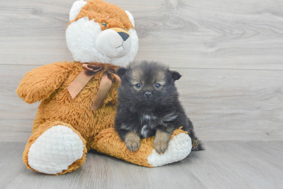 Playful Pomeranian Baby