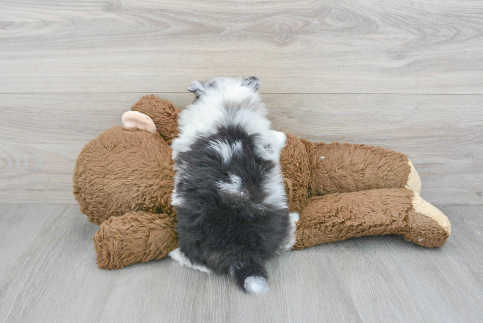 Playful Pomeranian Baby