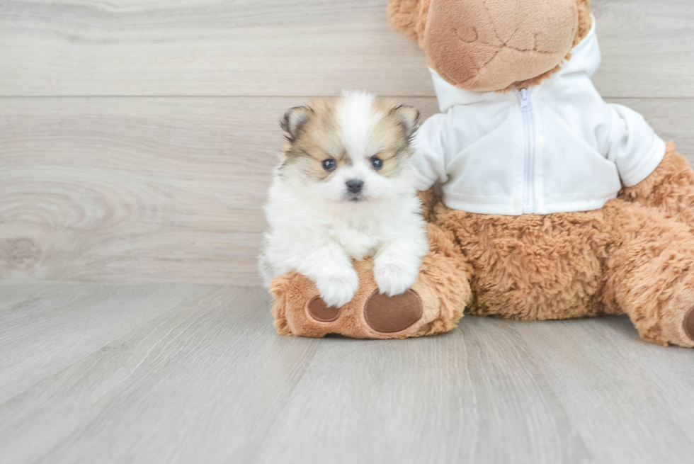 Best Pomeranian Baby