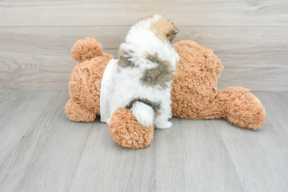 Pomeranian Puppy for Adoption