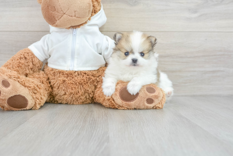 Pomeranian Puppy for Adoption