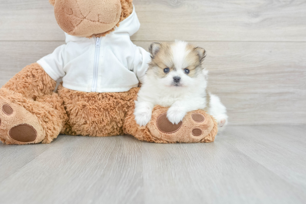 Pomeranian Puppy for Adoption
