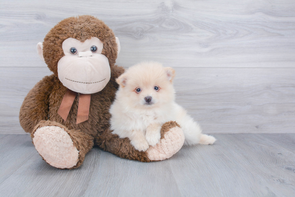 Energetic Pomeranian Purebred Puppy