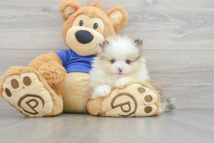 Small Pomeranian Baby