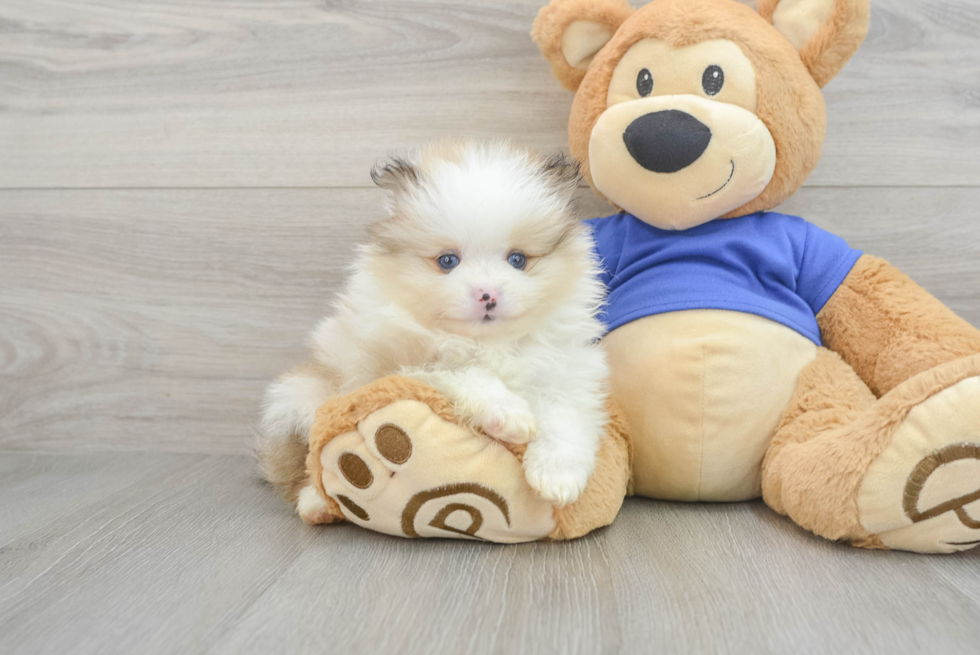 Playful Pomeranian Purebred Pup