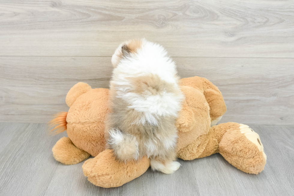 Best Pomeranian Baby
