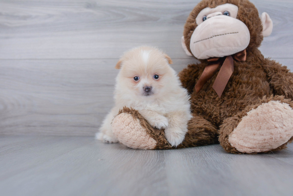 Small Pomeranian Purebred Pup