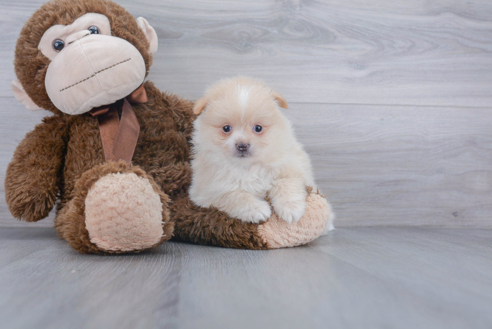 Playful Pomeranian Baby