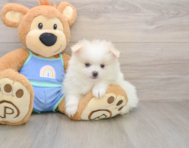 8 week old Pomeranian Puppy For Sale - Premier Pups