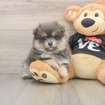 Playful Pomeranian Baby