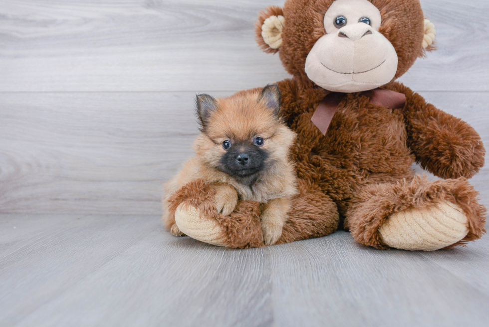 Popular Pomeranian Baby