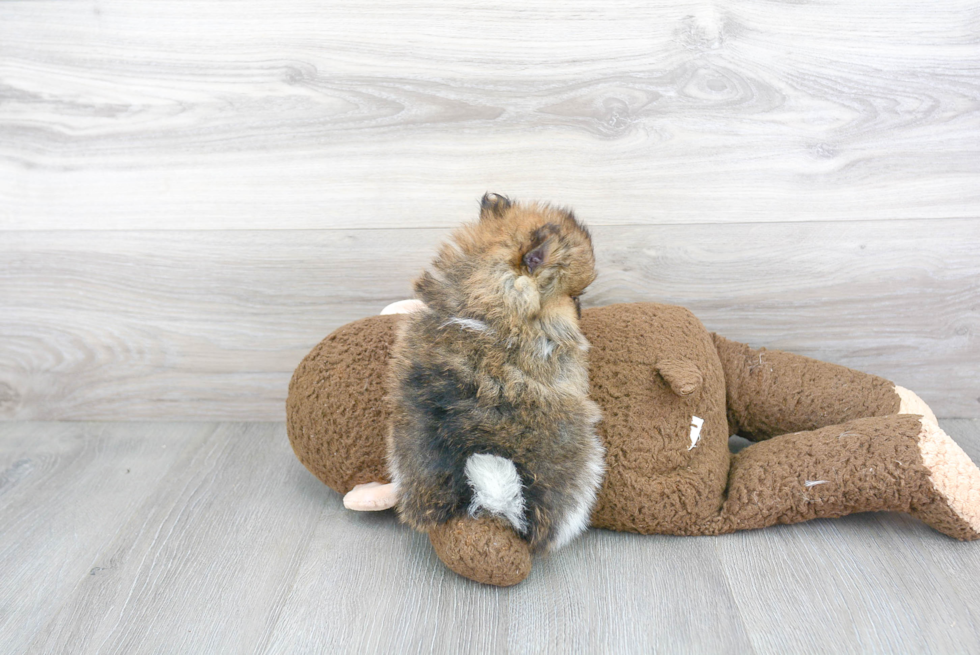 Adorable Pomeranian Purebred Puppy