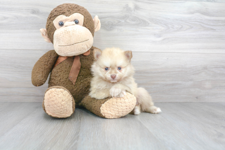 Hypoallergenic Pomeranian Baby