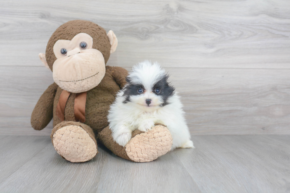 Little Pomeranian Purebred Pup