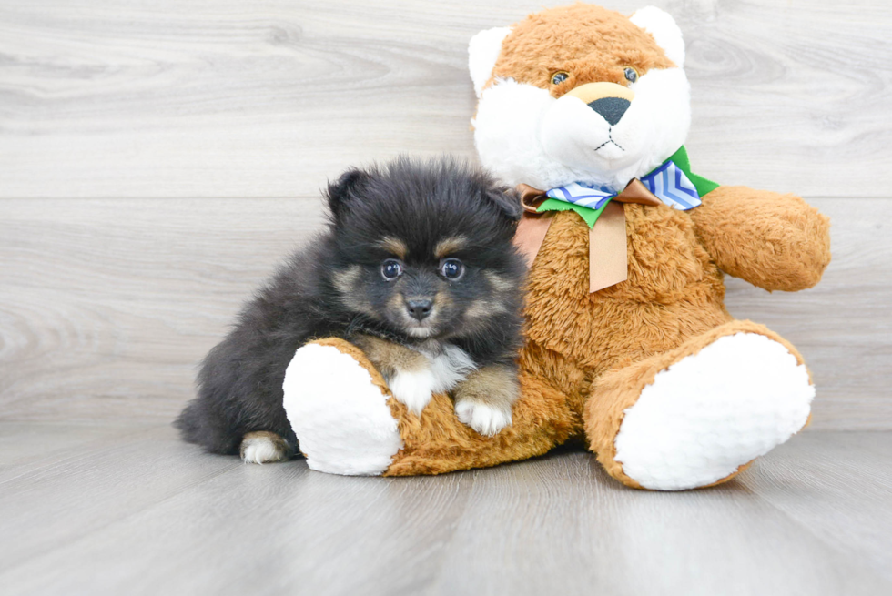 Pomeranian Puppy for Adoption