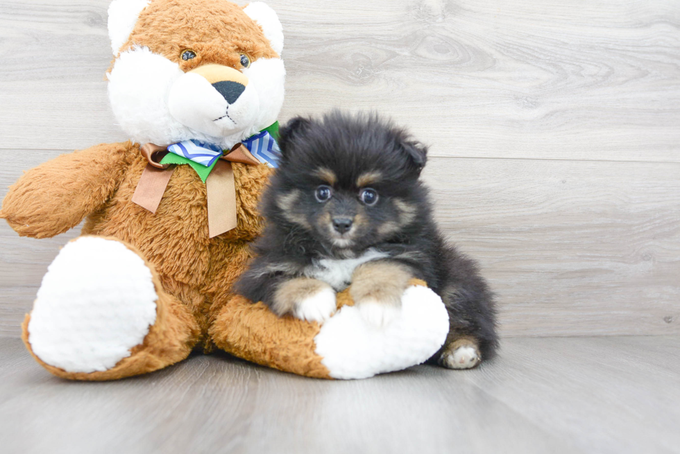 Pomeranian Puppy for Adoption