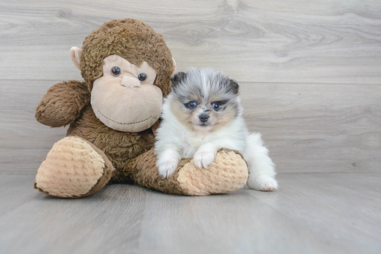 Cute Pomeranian Purebred Pup