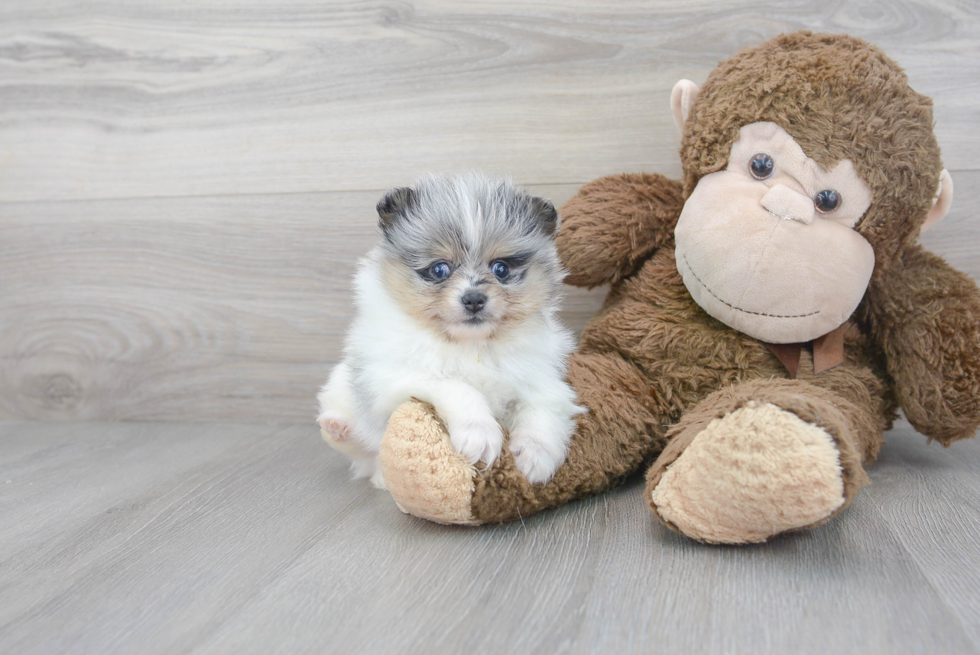 Best Pomeranian Baby