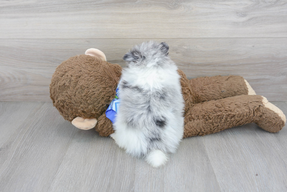 Cute Pomeranian Purebred Puppy