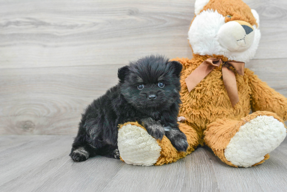 Pomeranian Puppy for Adoption