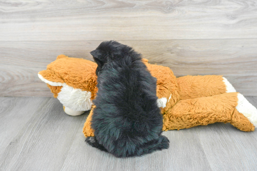 Happy Pomeranian Purebred Puppy