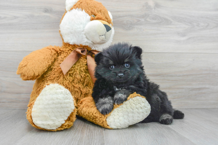 Best Pomeranian Baby