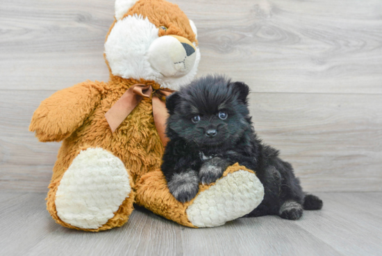 Best Pomeranian Baby