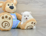 8 week old Pomeranian Puppy For Sale - Premier Pups