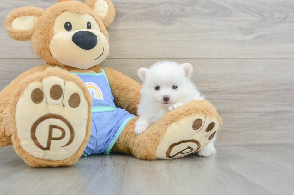 5 week old Pomeranian Puppy For Sale - Premier Pups