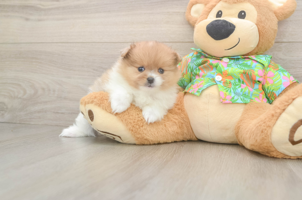 5 week old Pomeranian Puppy For Sale - Premier Pups