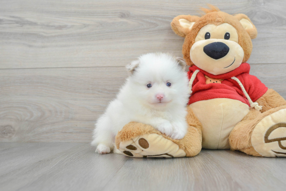 Pomeranian Pup Being Cute