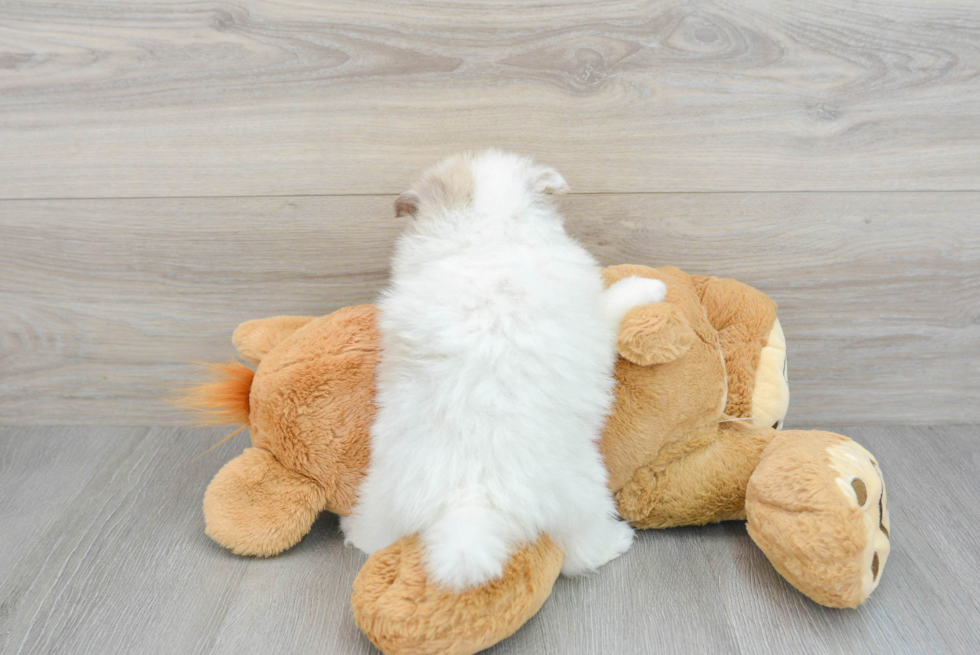 Energetic Pomeranian Purebred Puppy