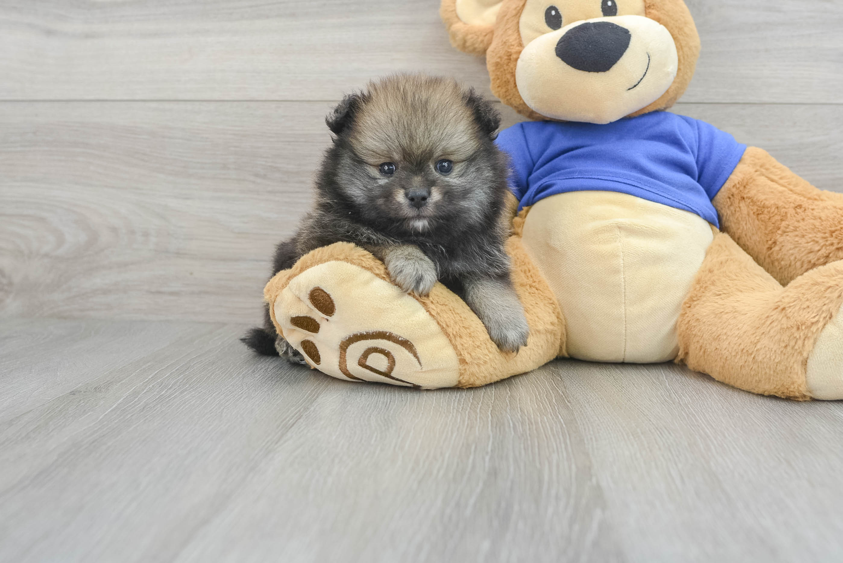 Pomeranian Pup Being Cute