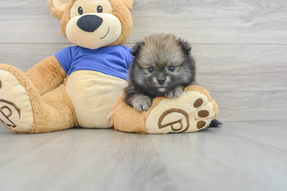 Small Pomeranian Purebred Pup