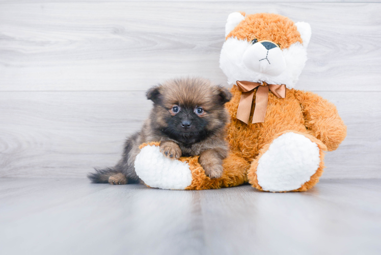 Pomeranian Puppy for Adoption