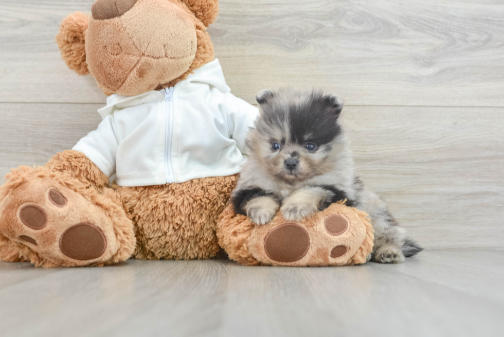 Pomeranian Puppy for Adoption