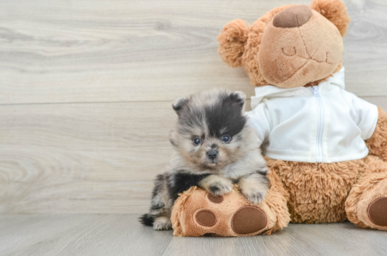 Playful Pomeranian Baby