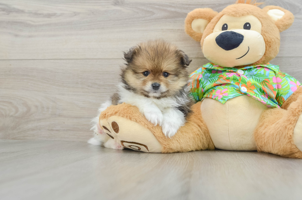 5 week old Pomeranian Puppy For Sale - Premier Pups