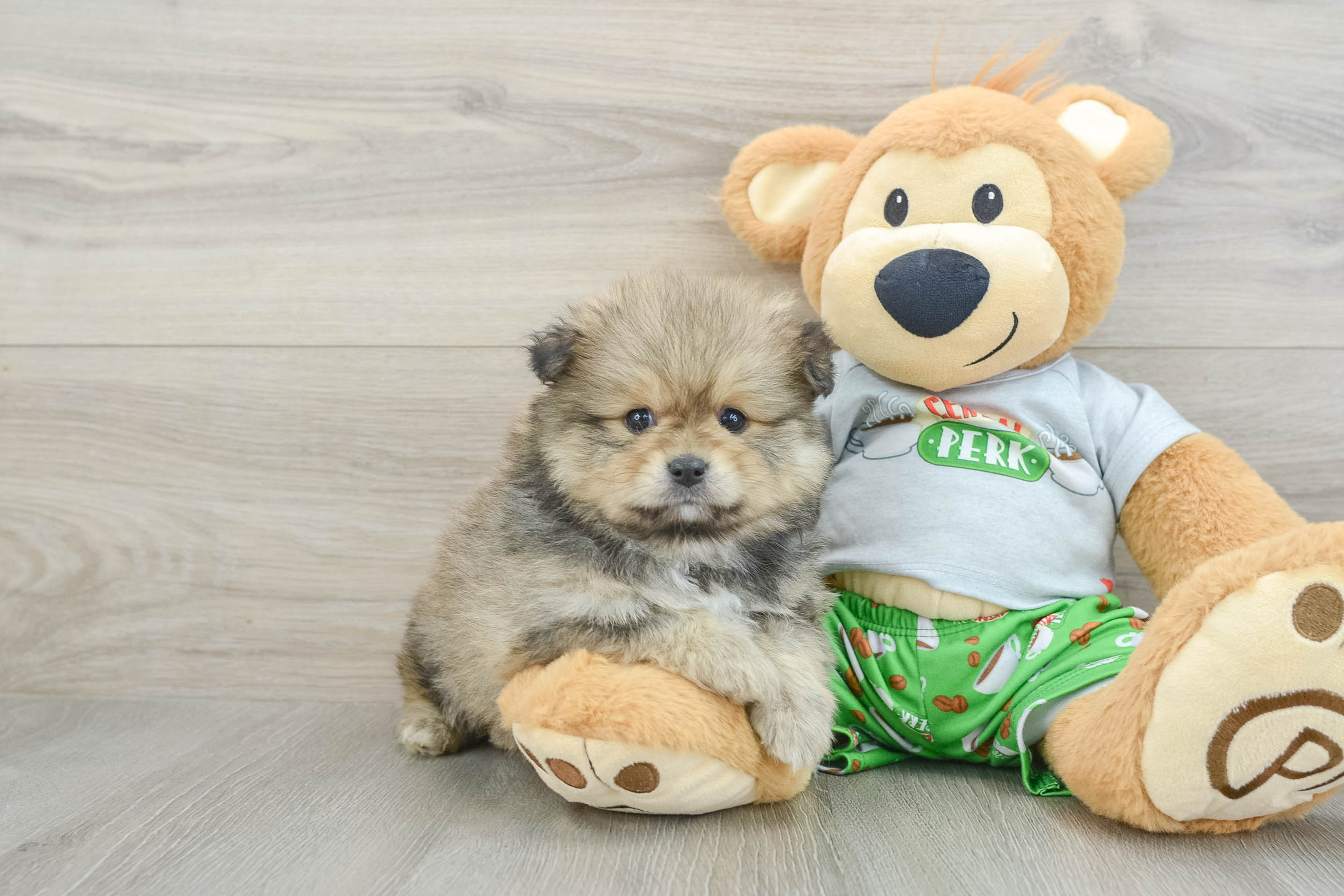 Best Pomeranian Baby