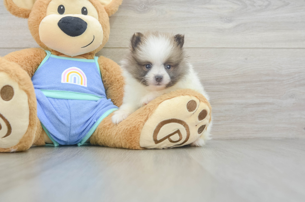 5 week old Pomeranian Puppy For Sale - Premier Pups