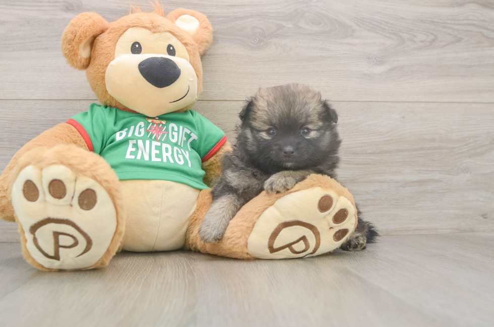 5 week old Pomeranian Puppy For Sale - Premier Pups