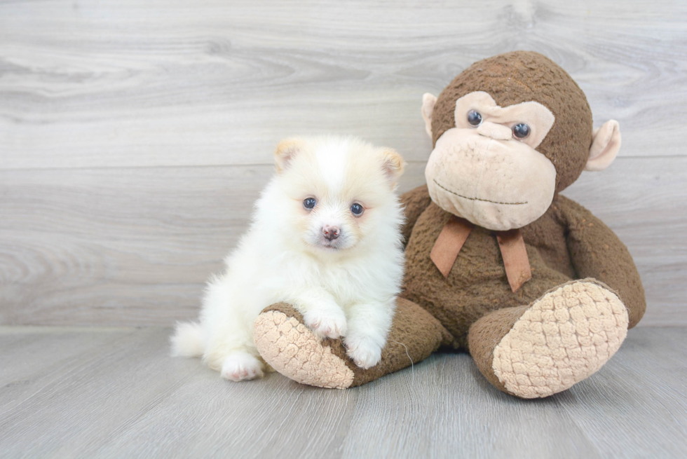 Pomeranian Puppy for Adoption