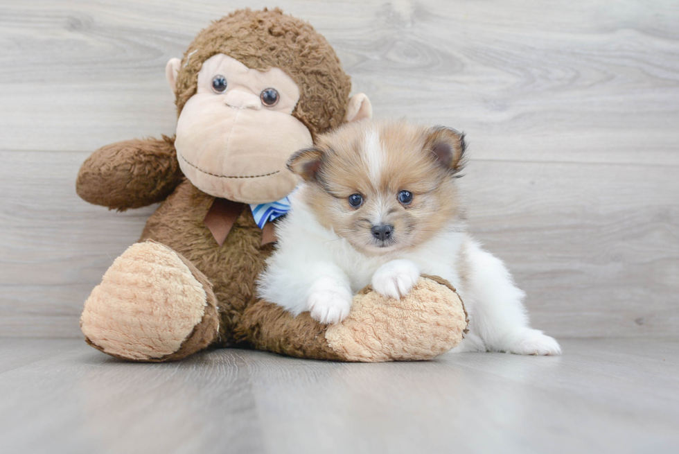 Playful Pomeranian Purebred Pup