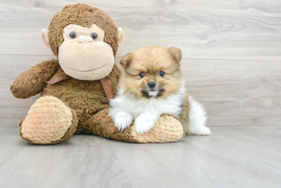 Friendly Pomeranian Baby