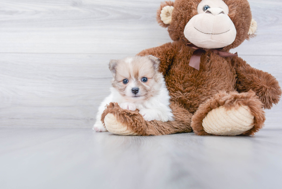 Small Pomeranian Baby