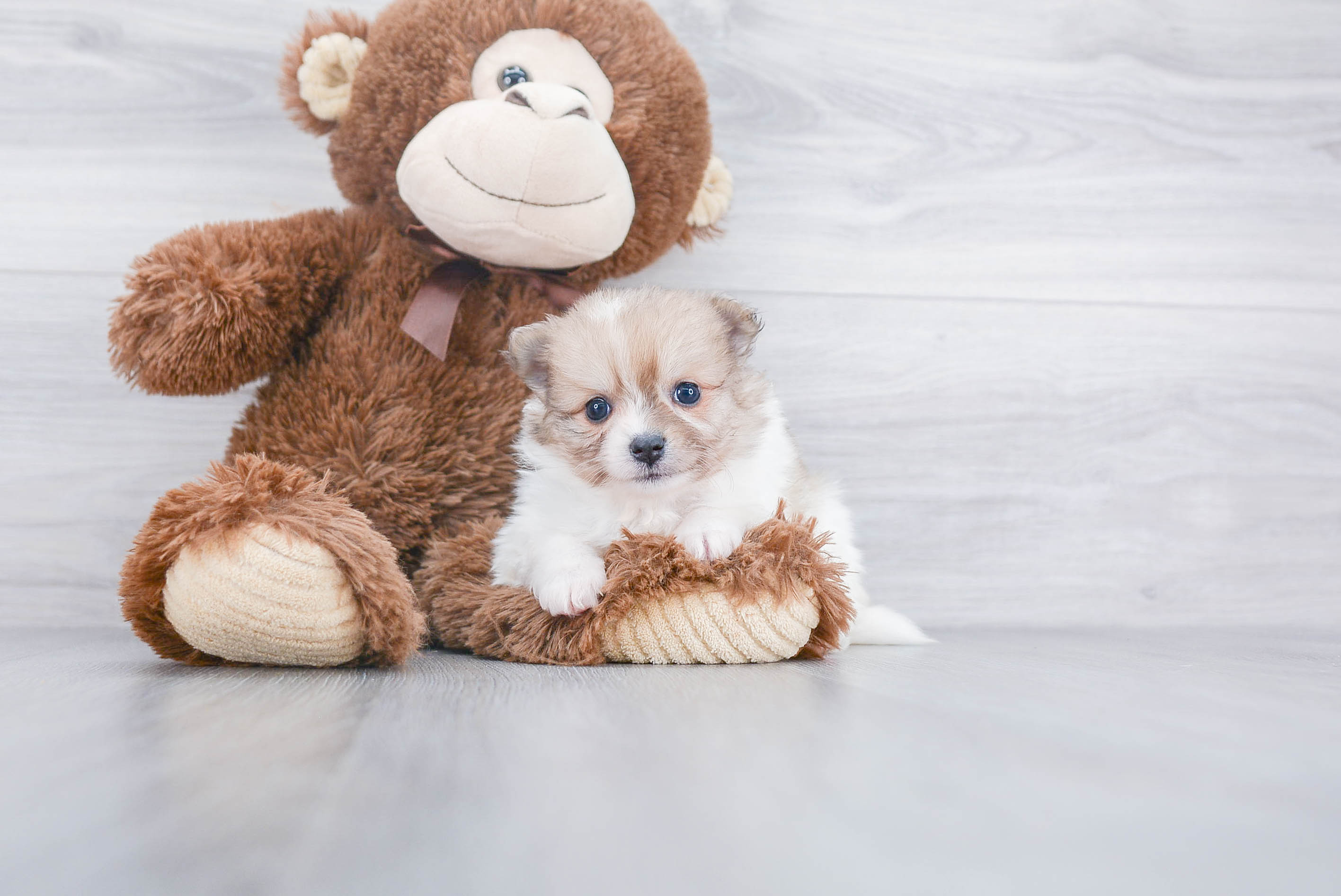 Pomeranian Puppy for Adoption