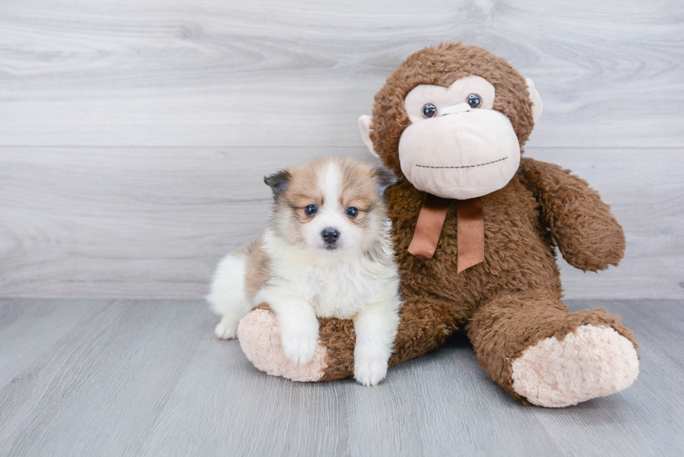 Sweet Pomeranian Purebred Puppy