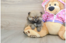 Best Pomeranian Baby
