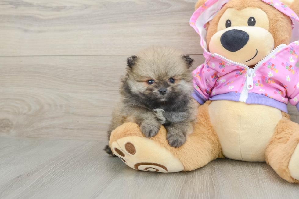 Best Pomeranian Baby